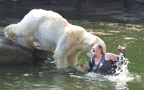 Polar_Bear.jpg