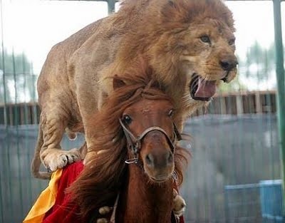 Amazing  Animal Stunts 9.jpg