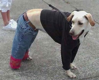 Cool-Dog-Outfit.jpg