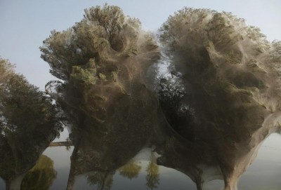 millions-of-spiders-had-climbed-up-into-the-trees-to-escape-the-rising-flood-waters.jpg