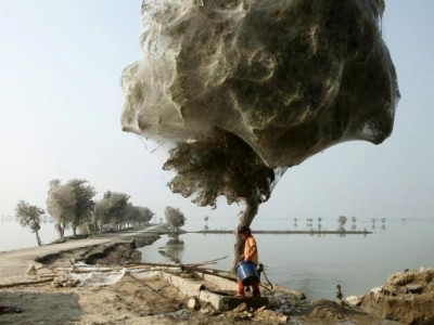 trees-cocooned-in-spider-webs-pakistan.jpg