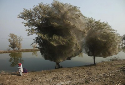 trees-cocooned-in-spiders-webs-an-unexpected-side-effect-of-the-flooding-in-sindh-pakistan.jpg