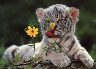 WhiteTigerCub_flowers.jpg