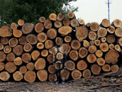 wood logs.jpg